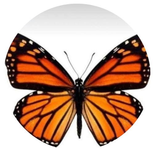 La Mariposa Hogar